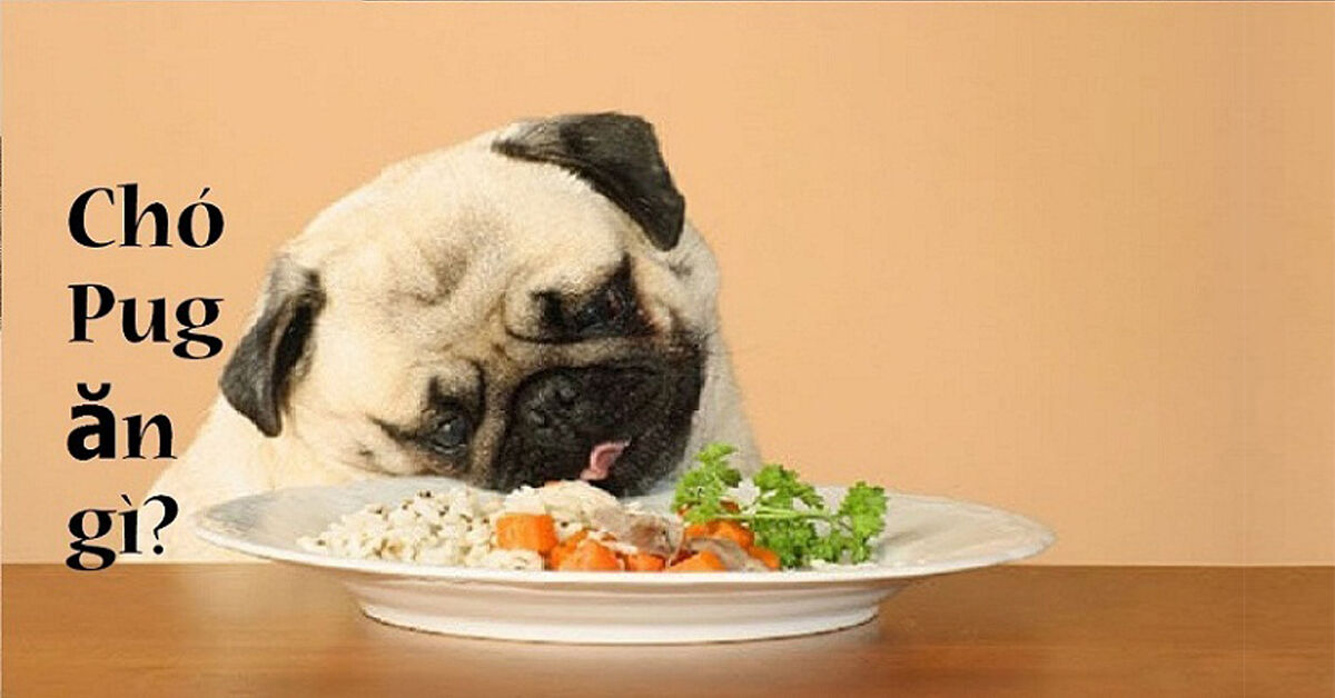 Kinh nghiệm chọn thức ăn cho chó Pug tuyệt đối không nên bỏ qua