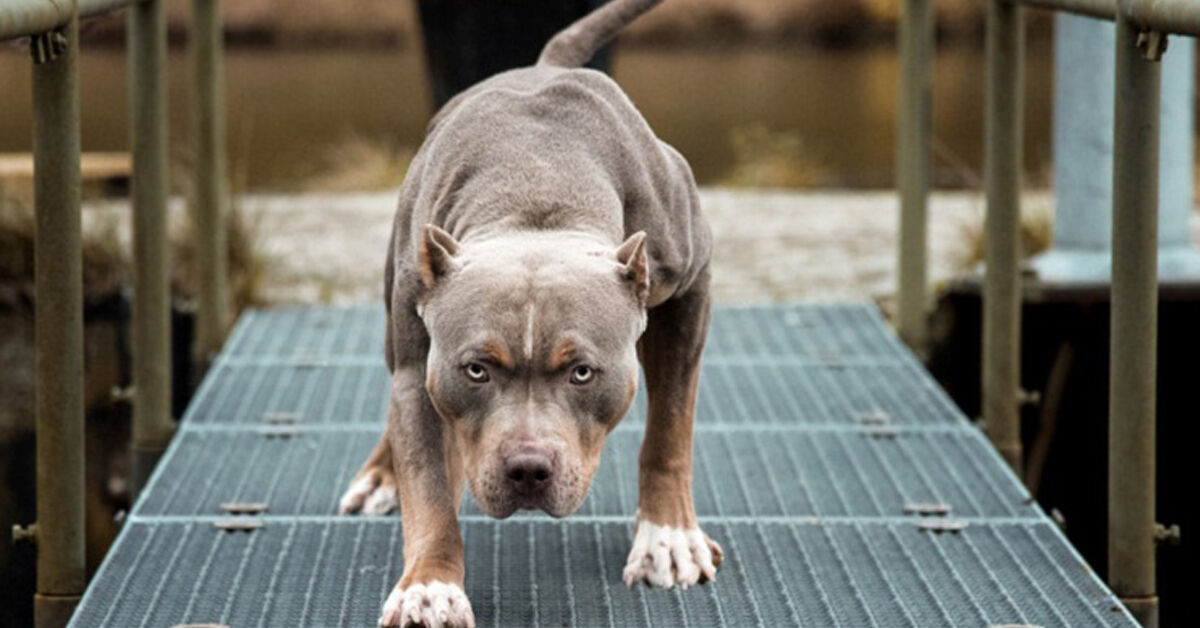 Kinh nghiệm chọn thức ăn cho chó Pitbull theo từng giai đoạn