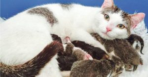 Kinh nghiệm vô giá khi chọn thức ăn cho mèo mẹ mới đẻ