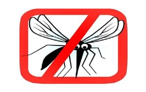 Loại bỏ muỗi với 4 loại cây cảnh dễ trồng