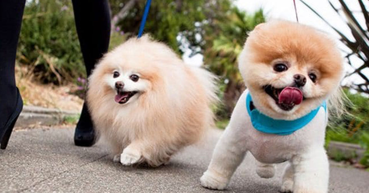 Loại thức ăn khô nào tốt nhất cho giống chó phốc sóc?