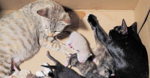 Loại thức ăn nào cho mèo mẹ mới sinh tốt nhất?