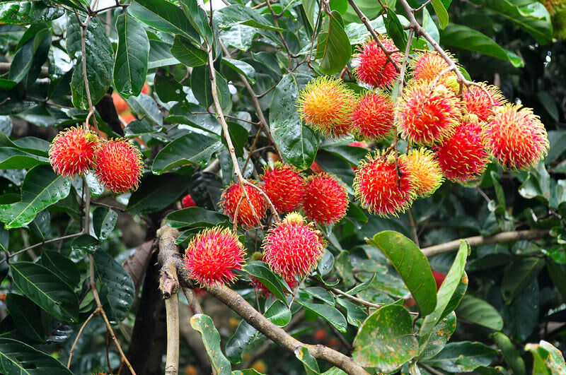 Lợi ích của quả chôm chôm với sức khỏe bà bầu