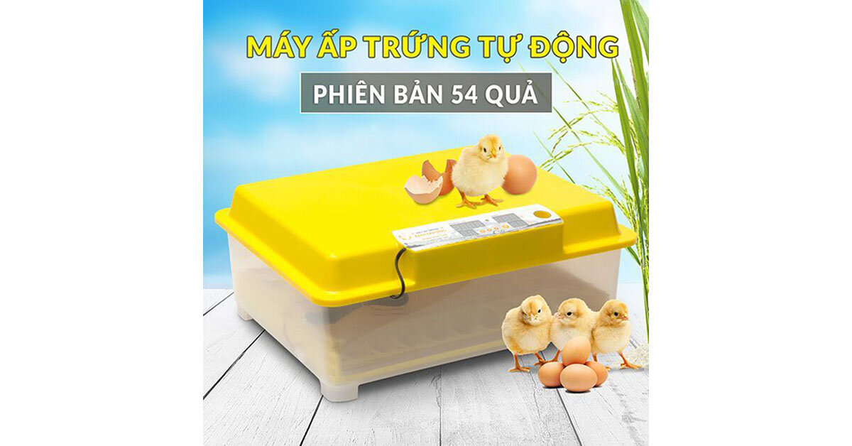 Máy ấp trứng gà mini Ánh Dương A100 có tốt không?