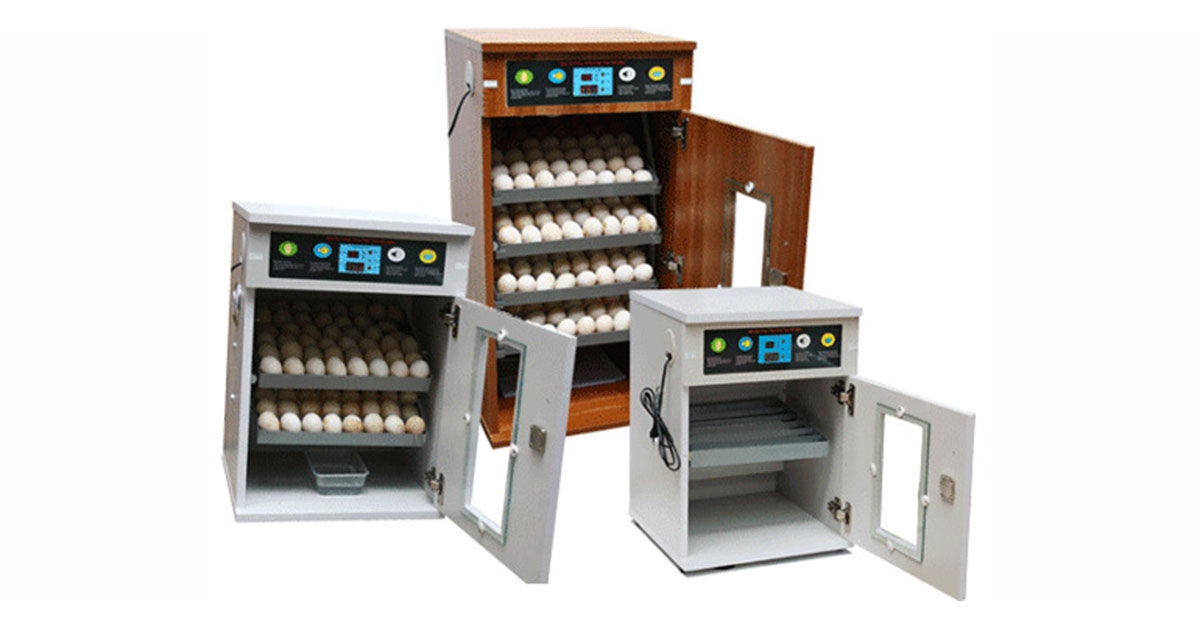 Máy ấp trứng gia cầm là gì? Nguyên lý hoạt động như thế nào?