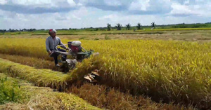 Máy gặt cắt lúa mini có những loại nào? Nên mua loại nào tốt nhất?