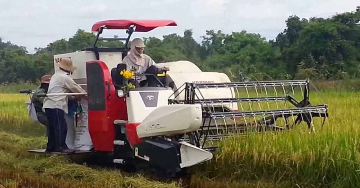 Máy gặt đập liên hợp thương hiệu Yanmar có tốt không?