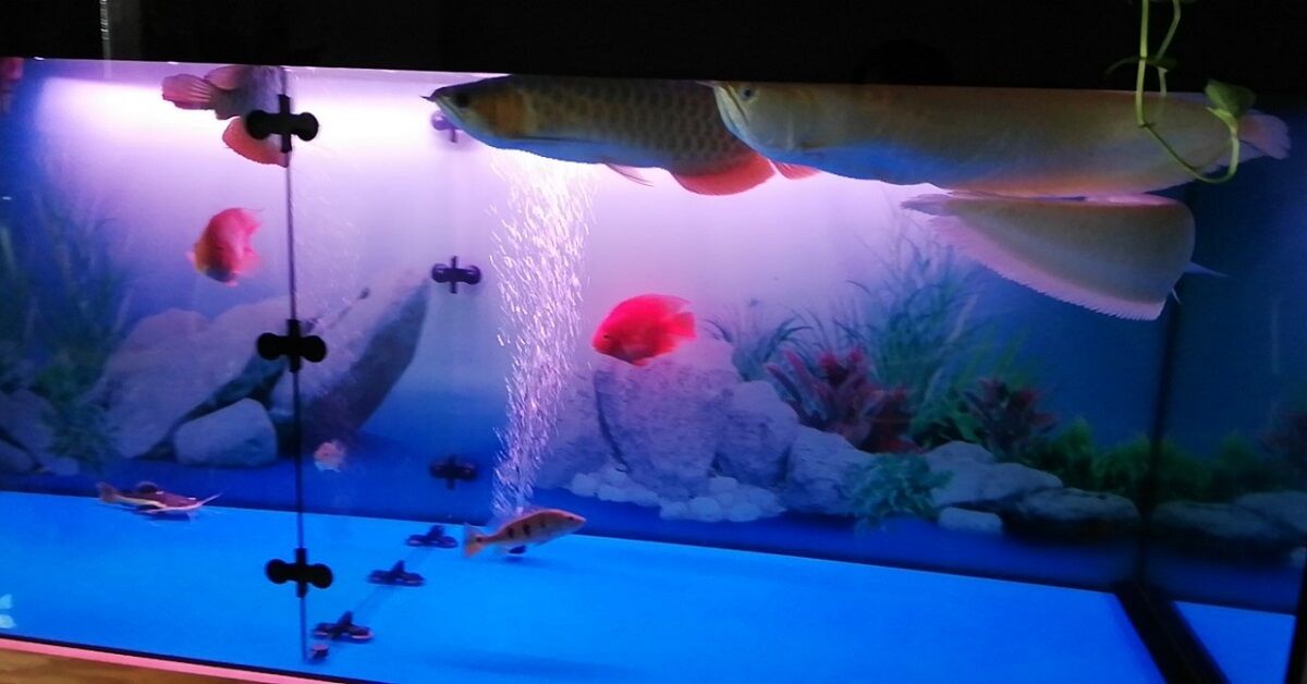 Máy sưởi hồ cá có những loại nào? Cách chọn mua