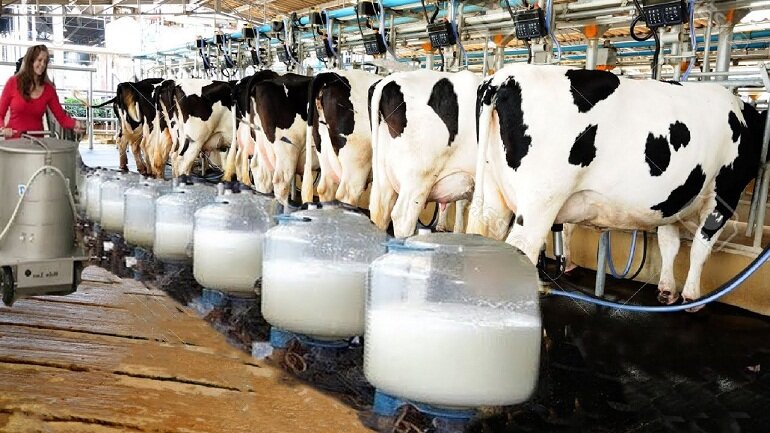 Sữa bò: sữa có canxi hữu cơ bao nhiêu?