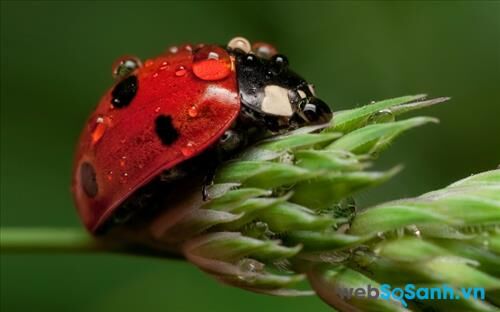 Một số mẹo nhỏ giúp bạn chụp ảnh cận cảnh các loài côn trùng