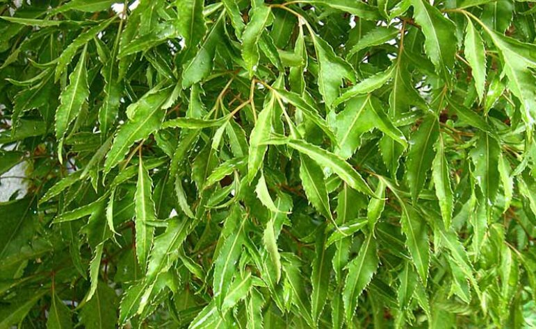 Polyscias fruticosa leaves