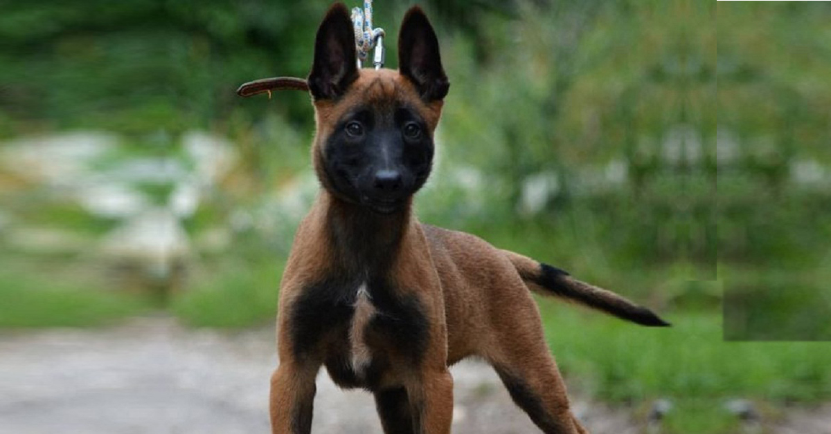 Nhóm thức ăn cho chó Malinois phát triển nhanh và đặc biệt thông minh ...