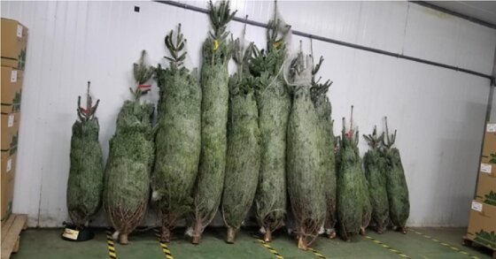 Những cây thông Noel 1m2 đẹp được lựa chọn nhiều trong dịp Giáng Sinh 2021