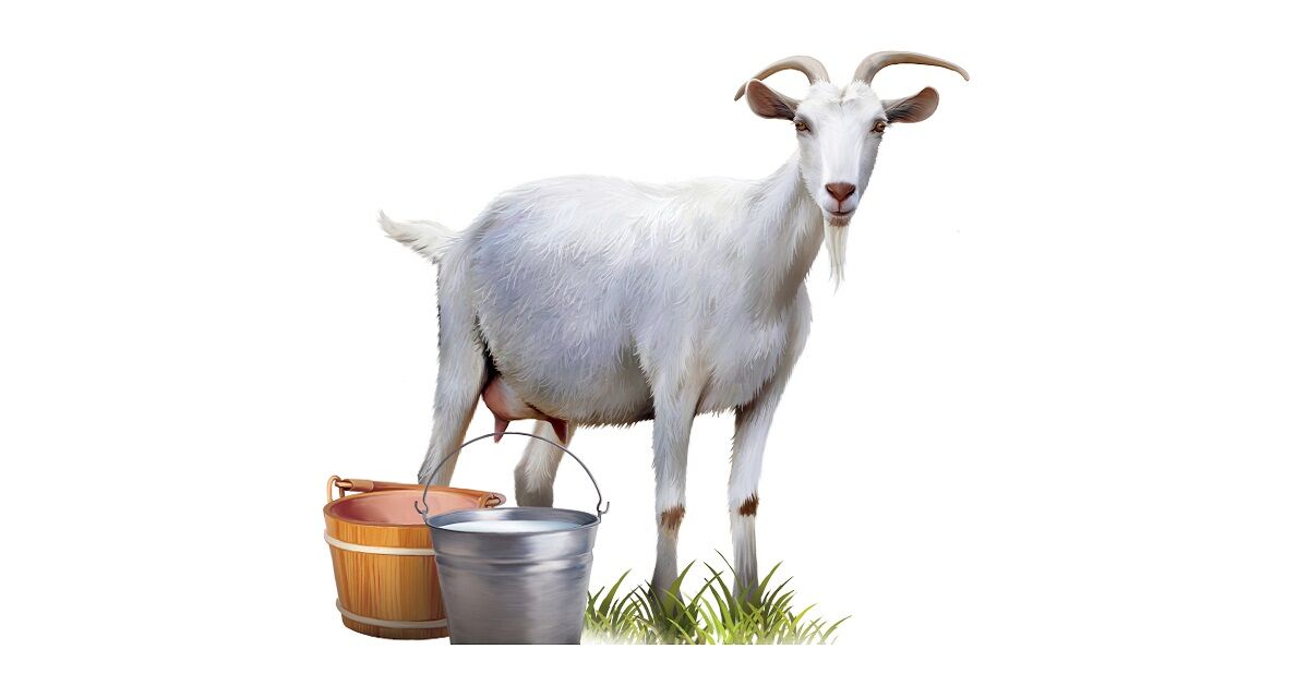 Những điều cần biết khi sử dụng sữa dê hữu cơ cho trẻ em