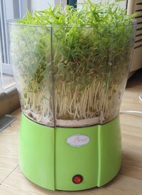 Những điều cần lưu ý khi trồng rau mầm với máy làm rau mầm