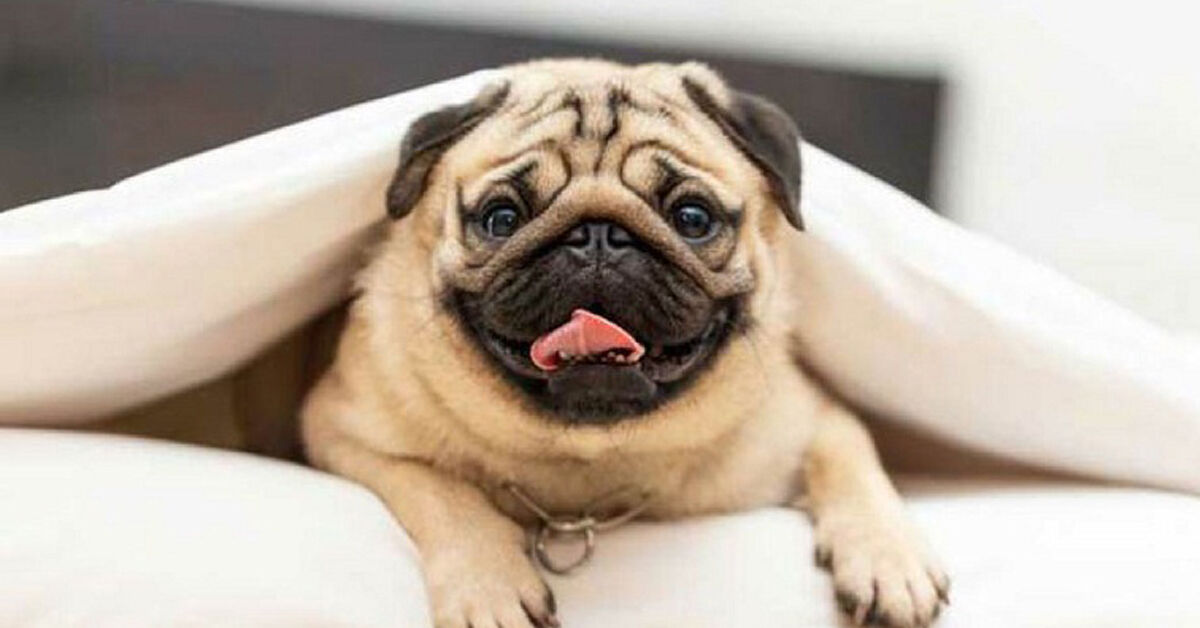 Những loại sữa tắm cho chó Pug tốt nhất nên mua ngay