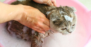Những loại sữa tắm cho mèo tốt nhất hiện nay?