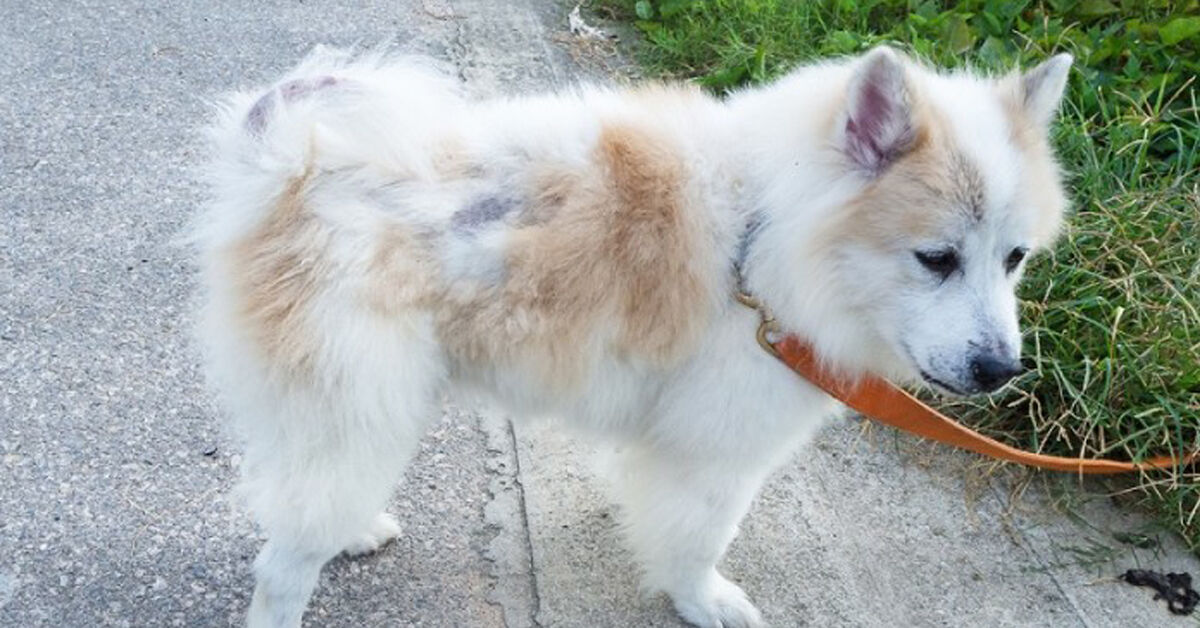 Những loại sữa tắm chống rụng lông cho chó cho hiệu quả “vi diệu”