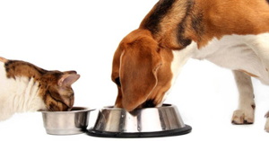 Những loại thức ăn khô cho chó mà mèo có thể ăn được mà vẫn phát triển tốt nhất