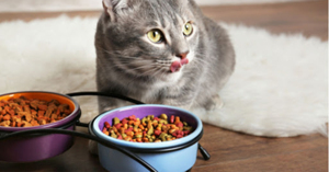 Những thương hiệu thức ăn khô cho mèo được ưa chuộng nhất hiện nay.