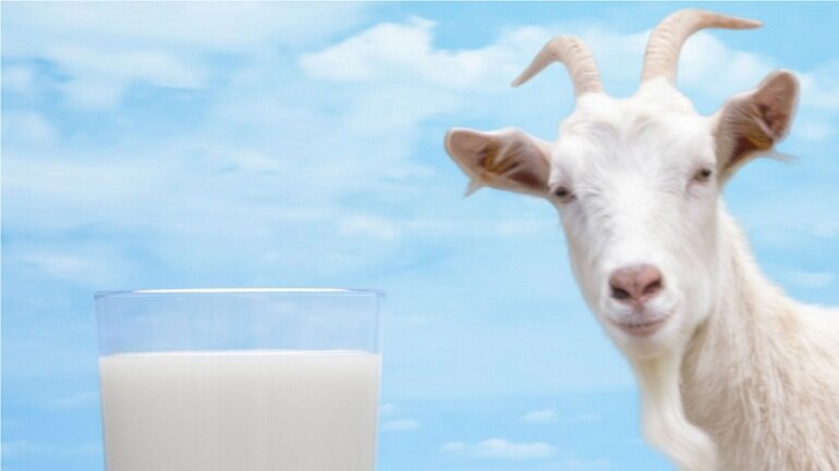 Lưu ý về sức khỏe và an toàn khi sử dụng sữa dê hữu cơ