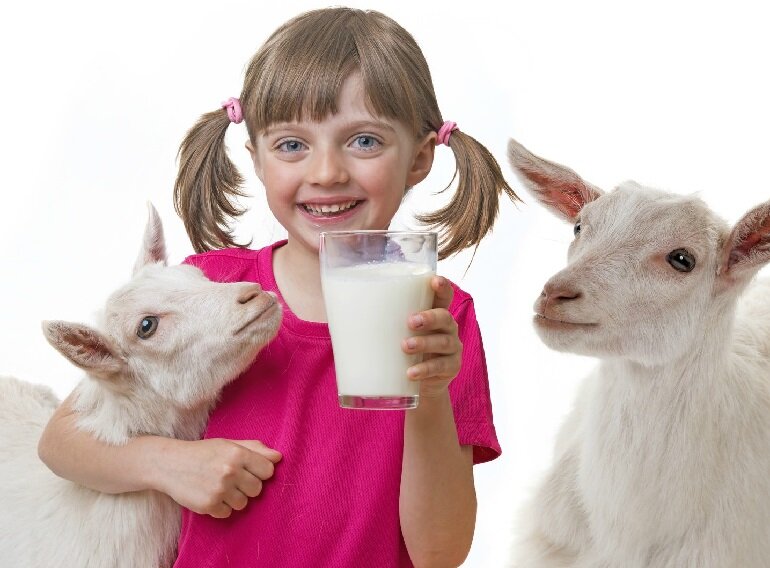 Sữa dê hỗ trợ tăng trưởng chiều cao tốt hơn sữa bò