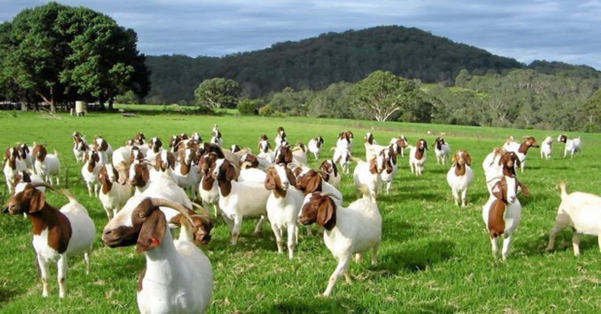 Sữa dê hữu cơ Hàn Quốc có lợi ích gì đối với trẻ nhỏ? Gợi ý top 3 lựa chọn tốt nhất