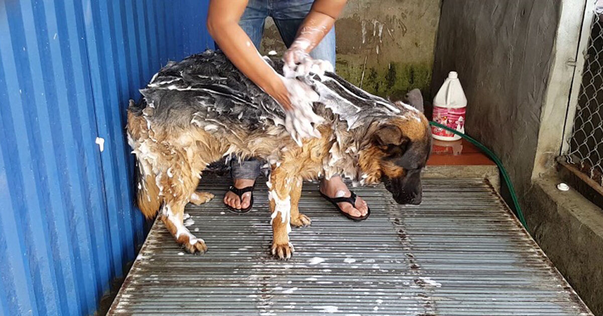 Sữa tắm cho chó becgie và những vấn đề cần lưu ý khi mua