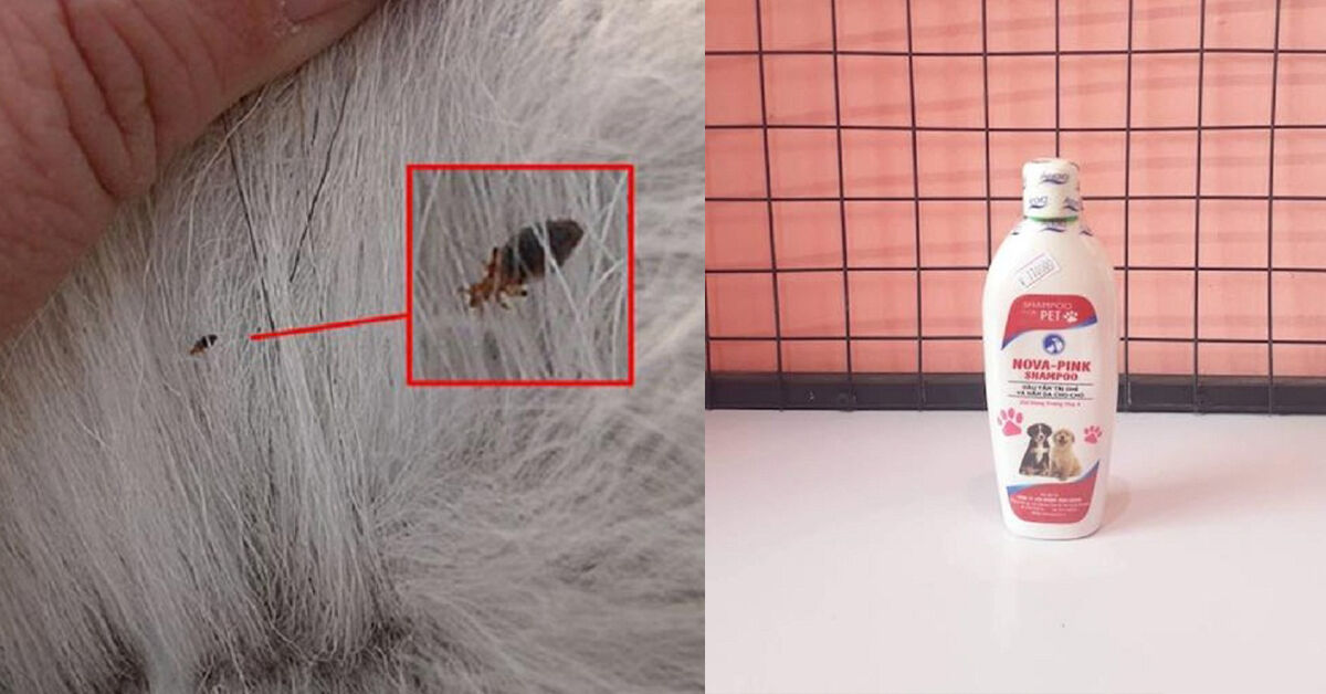 Sữa tắm diệt bọ cho mèo hiệu quả nhất hiệu nay