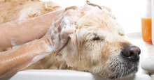 Sữa tắm trị hôi cho chó loại nào hiệu quả nhất?