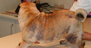 Sữa tắm trị viêm da cho chó được chuyên gia khuyên dùng