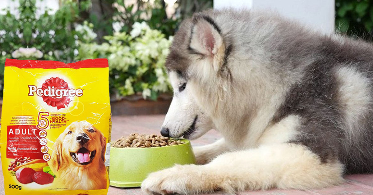 Tất cả thông tin người nuôi chó cảnh cần biết về thức ăn cho chó Pedigree