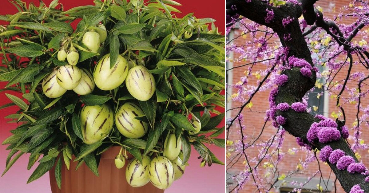 Thị trường hoa Tết : Khách chuộng những loại hoa cây cảnh ĐẸP - ĐỘC - LẠ chưng Tết