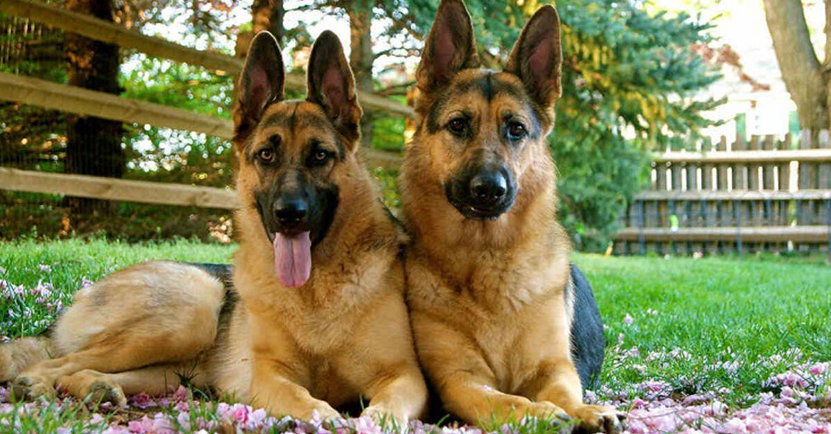 Thức ăn cho chó Becgie nên gồm những gì? Khẩu phần ăn thế nào?