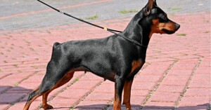 Thức ăn cho chó phốc hươu 2 tháng tuổi gồm những gì?