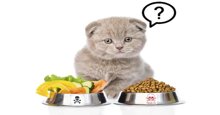 Thức ăn cho mèo con: Nên và không nên ăn gì?