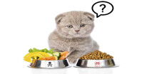 Thức ăn cho mèo con: Nên và không nên ăn gì?