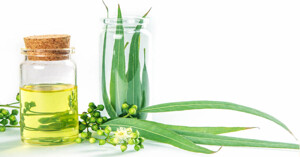 Tinh dầu bạch đàn có tác dụng gì mà được nhiều người chọn mua đến vậy?