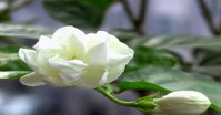Tinh dầu hoa lài thơm nhẹ kích thích cảm xúc