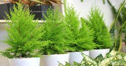 Tổng hợp các cách đuổi muỗi và côn trùng hiệu quả
