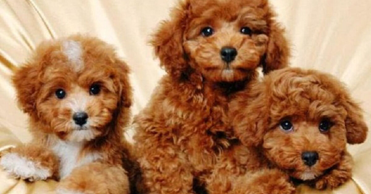 TOP 3 loại sữa tắm cho chó Poodle nâu đỏ tốt nhất