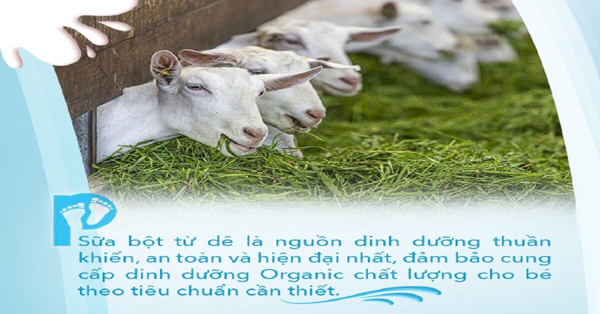 Top 5 sữa bột trẻ em từ sữa dê tốt nhất hiện nay