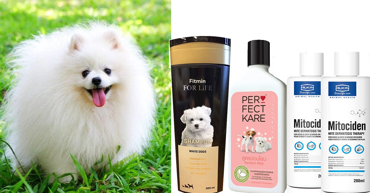 Top 5 sữa tắm cho chó Phốc Sóc được ưa chuộng nhất