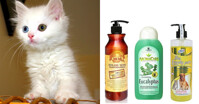 Top 5 sữa tắm cho mèo lông trắng được ưa chuộng nhất