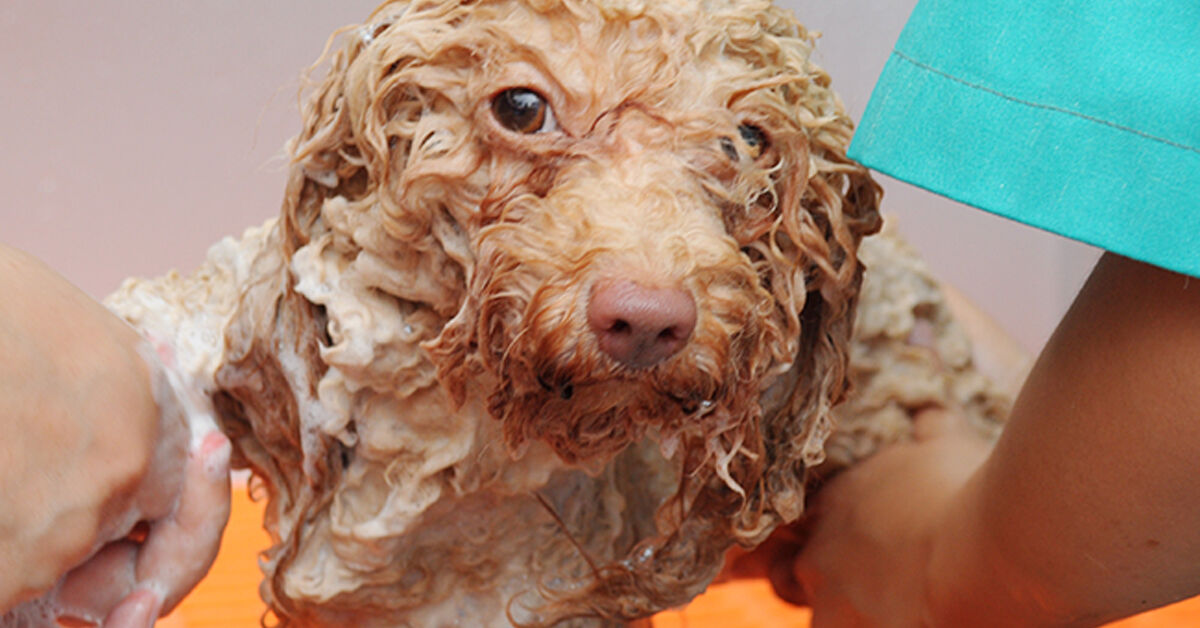 Top 5 sữa tắm tốt và phù hợp nhất dành cho chó Poodle