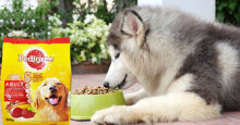 Top 5 thức ăn khô cho chó giá rẻ nhất và tốt nhất