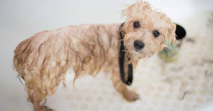 TOP 7 loại sữa tắm khử mùi hôi cho chó hiệu quả nhất