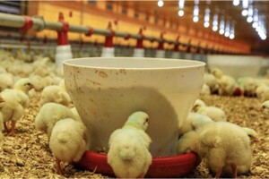 Úm gia cầm thành công nhờ ứng dụng máy sưởi dầu công nghiệp