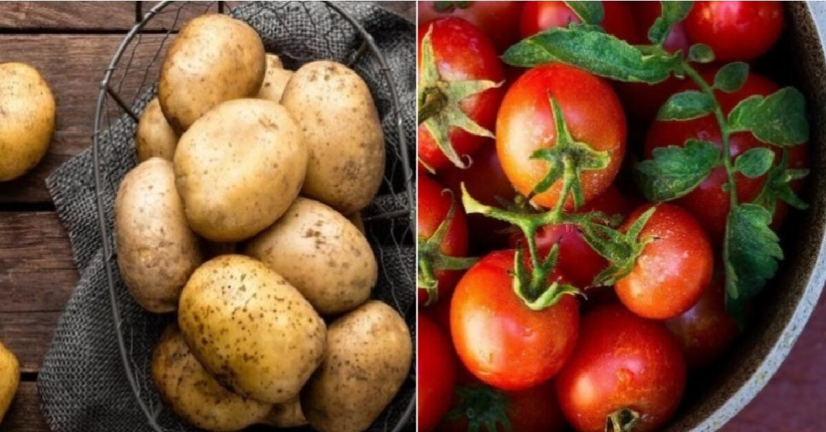 Vì sao không nên bảo quản khoai tây và cà chua trong tủ lạnh?