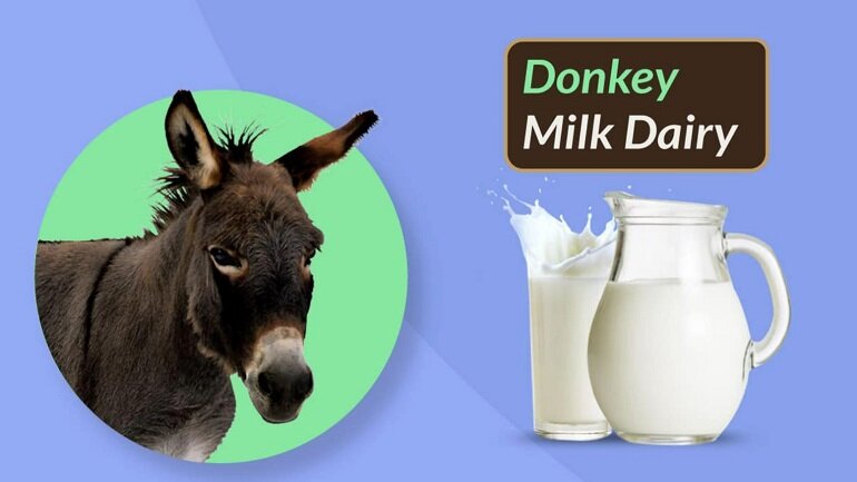 Sữa lừa có nhiều công dụng đối với sức khỏe